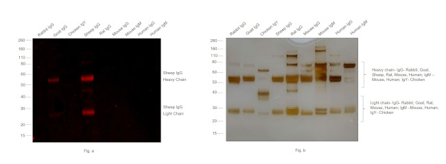 Sheep IgG (H+L) Cross-Adsorbed Secondary Antibody in Western Blot (WB)