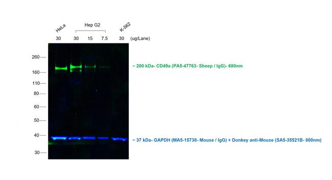 Sheep IgG (H+L) Cross-Adsorbed Secondary Antibody in Western Blot (WB)