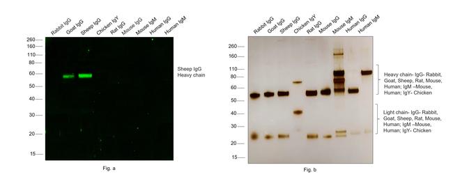 Sheep IgG (H+L) Cross-Adsorbed Secondary Antibody in Western Blot (WB)