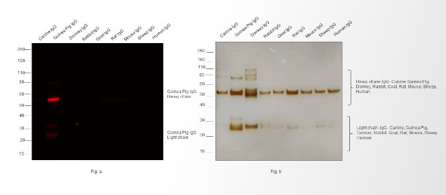 Guinea Pig IgG (H+L) Highly Cross-Adsorbed Secondary Antibody