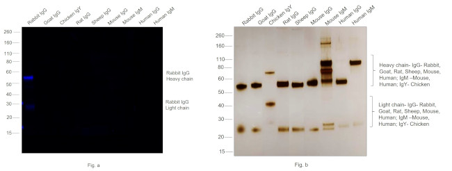 Rabbit IgG (H+L) Highly Cross-Adsorbed Secondary Antibody