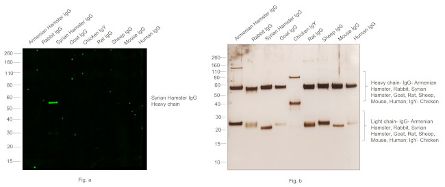 Syrian Hamster IgG (H+L) Cross-Adsorbed Secondary Antibody in Western Blot (WB)