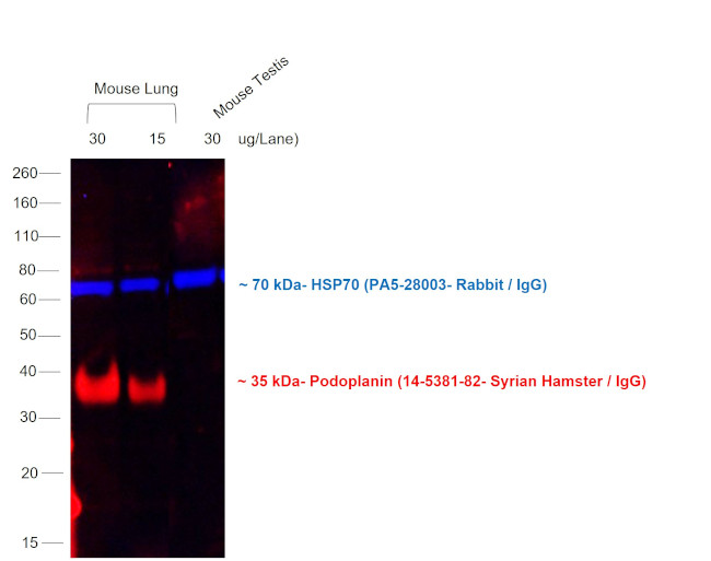 Syrian Hamster IgG (H+L) Cross-Adsorbed Secondary Antibody in Western Blot (WB)