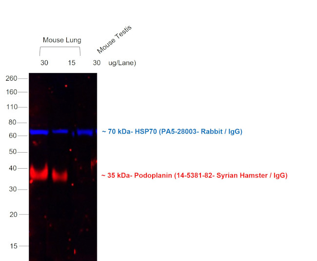 Syrian Hamster IgG (H+L) Cross-Adsorbed Secondary Antibody in Western Blot (WB)