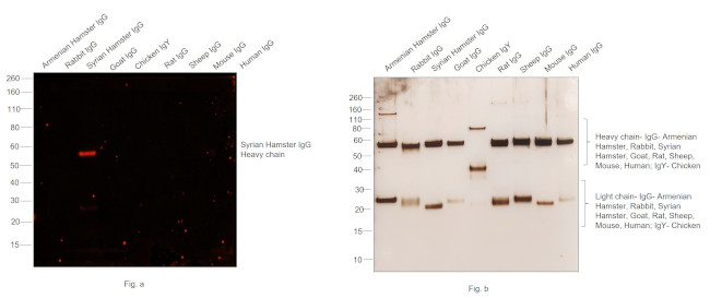 Syrian Hamster IgG (H+L) Cross-Adsorbed Secondary Antibody in Western Blot (WB)