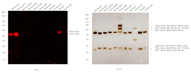 Mouse IgG1 Cross-Adsorbed Secondary Antibody in Western Blot (WB)