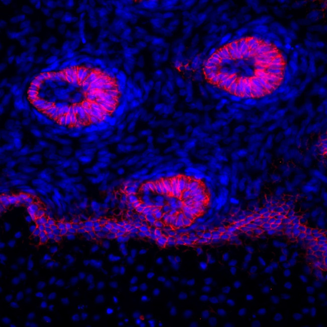 Mouse IgG1 Cross-Adsorbed Secondary Antibody in Immunohistochemistry (Frozen) (IHC (F))