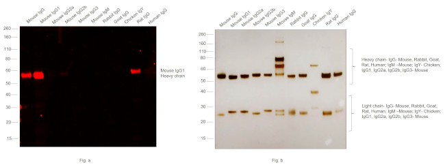 Mouse IgG1 Cross-Adsorbed Secondary Antibody in Western Blot (WB)