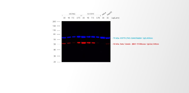 Mouse IgG2a Cross-Adsorbed Secondary Antibody in Western Blot (WB)