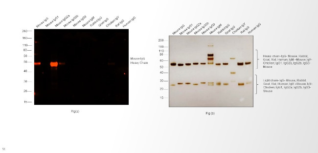 Mouse IgG2a Cross-Adsorbed Secondary Antibody in Western Blot (WB)