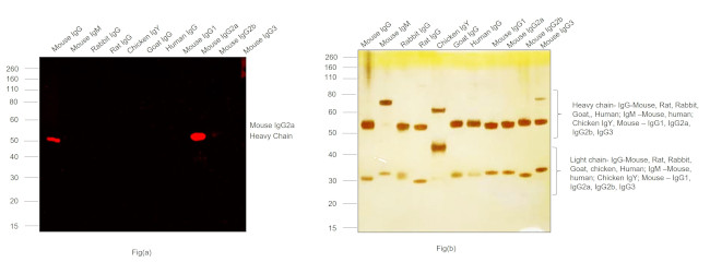 Mouse IgG2a Cross-Adsorbed Secondary Antibody