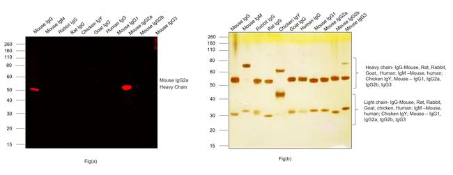 Mouse IgG2a Cross-Adsorbed Secondary Antibody in Western Blot (WB)