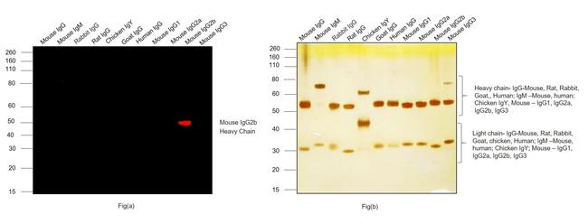 Mouse IgG2b Cross-Adsorbed Secondary Antibody in Western Blot (WB)