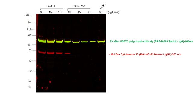 Mouse IgG2b Cross-Adsorbed Secondary Antibody in Western Blot (WB)