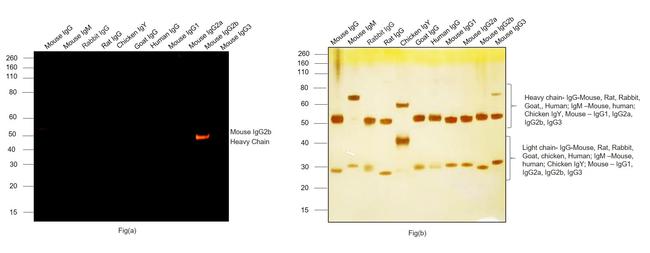 Mouse IgG2b Cross-Adsorbed Secondary Antibody in Western Blot (WB)