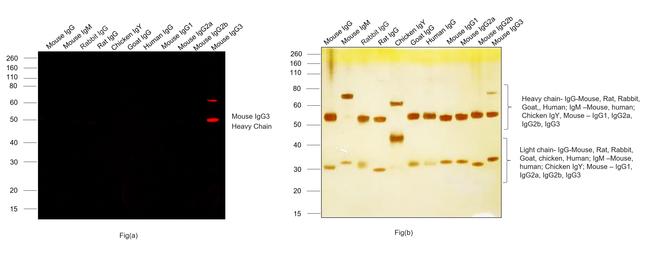 Mouse IgG3 Cross-Adsorbed Secondary Antibody in Western Blot (WB)