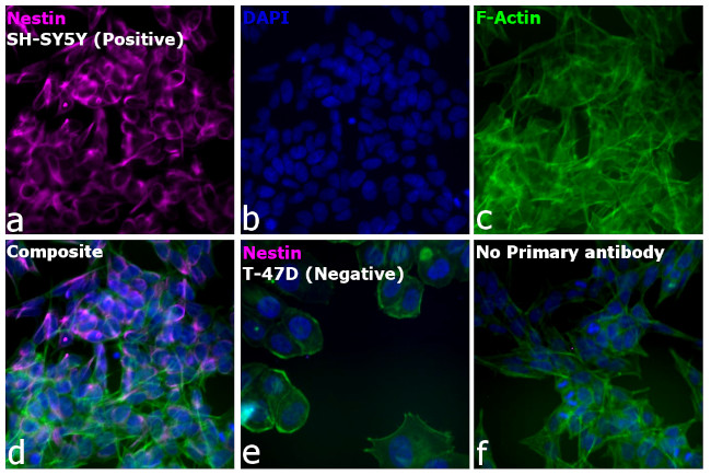 Mouse IgG (H+L) Cross-Adsorbed Secondary Antibody in Immunocytochemistry (ICC/IF)