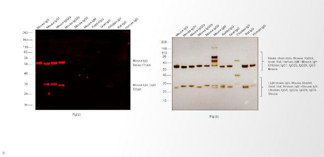 Mouse IgG (H+L) Cross-Adsorbed Secondary Antibody in Western Blot (WB)