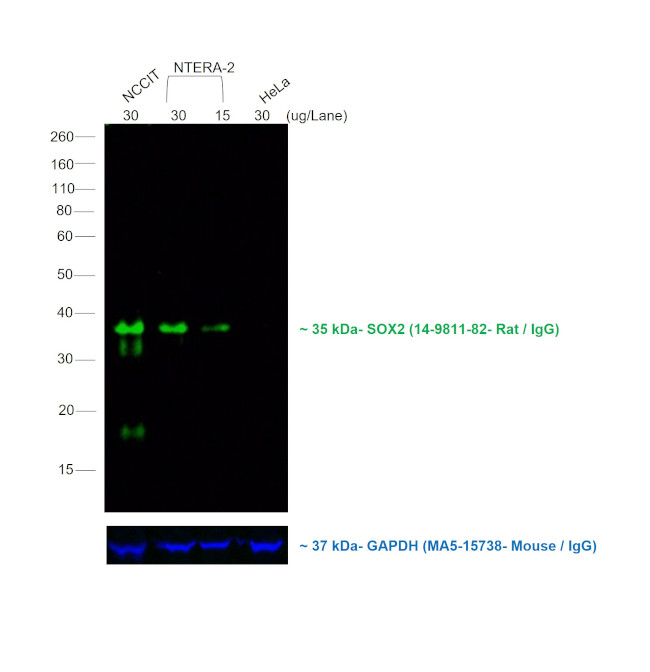 Rat IgG (H+L) Cross-Adsorbed Secondary Antibody in Western Blot (WB)