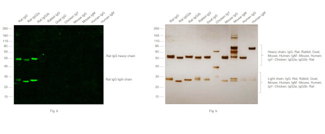 Rat IgG (H+L) Cross-Adsorbed Secondary Antibody in Western Blot (WB)