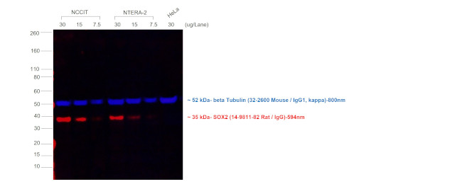 Rat IgG (H+L) Cross-Adsorbed Secondary Antibody in Western Blot (WB)