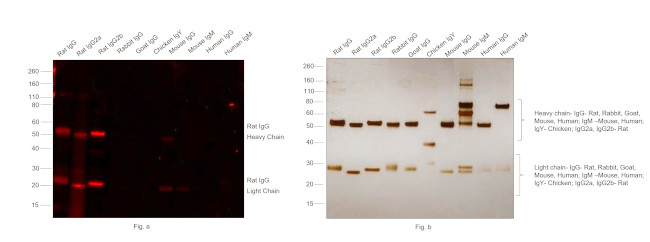 Rat IgG (H+L) Cross-Adsorbed Secondary Antibody in Western Blot (WB)