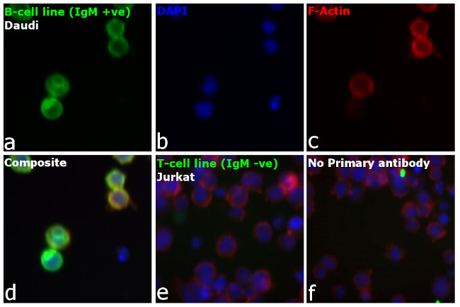 Human IgM (Heavy chain) Cross-Adsorbed Secondary Antibody in Immunocytochemistry (ICC/IF)