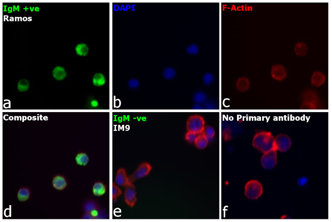 Human IgM (Heavy chain) Cross-Adsorbed Secondary Antibody in Immunocytochemistry (ICC/IF)