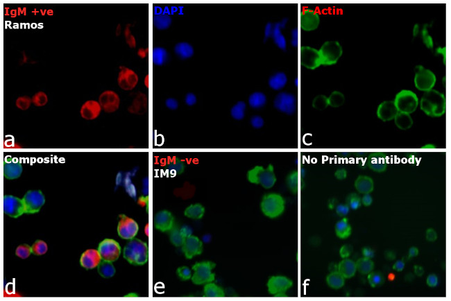 Human IgM (Heavy chain) Cross-Adsorbed Secondary Antibody in Immunocytochemistry (ICC/IF)