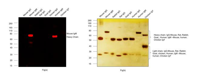 Mouse IgM (Heavy chain) Secondary Antibody in Western Blot (WB)