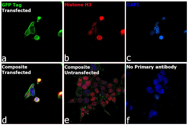 Mouse IgM (Heavy chain) Secondary Antibody in Immunocytochemistry (ICC/IF)