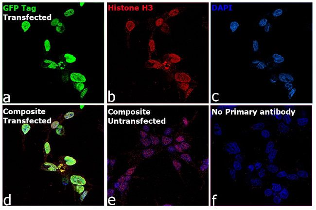 Mouse IgM (Heavy chain) Secondary Antibody in Immunocytochemistry (ICC/IF)