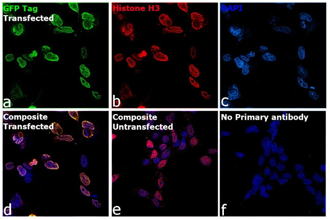 Mouse IgM (Heavy chain) Secondary Antibody in Immunocytochemistry (ICC/IF)