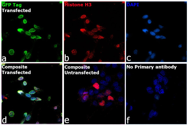 Mouse IgM (Heavy chain) Secondary Antibody in Immunocytochemistry (ICC/IF)