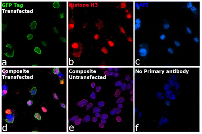 Mouse IgM (Heavy chain) Secondary Antibody in Immunocytochemistry (ICC/IF)