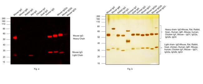 Mouse IgG (H+L) Cross-Adsorbed Secondary Antibody in Western Blot (WB)