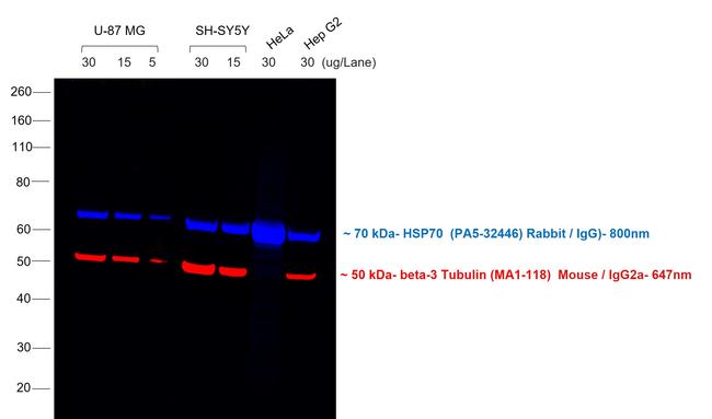 Mouse IgG2a Cross-Adsorbed Secondary Antibody in Western Blot (WB)