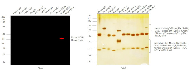 Mouse IgG2b Cross-Adsorbed Secondary Antibody