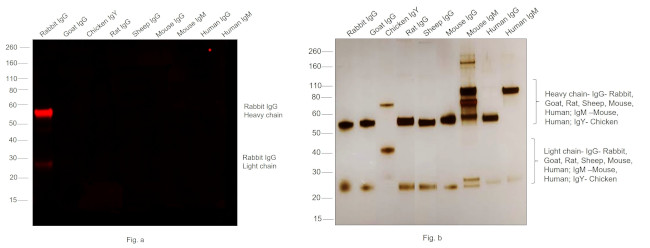 Rabbit IgG (H+L) Cross-Adsorbed Secondary Antibody