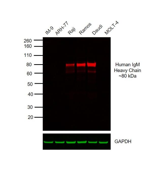 Human IgM (Heavy chain) Cross-Adsorbed Secondary Antibody in Western Blot (WB)