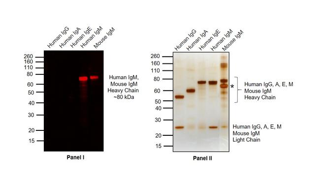 Human IgM (Heavy chain) Cross-Adsorbed Secondary Antibody in Western Blot (WB)