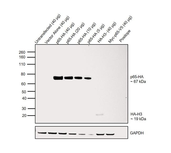 HA Tag Antibody in Western Blot (WB)