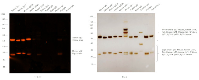 Mouse IgG (H+L) Cross-Adsorbed Secondary Antibody in Western Blot (WB)