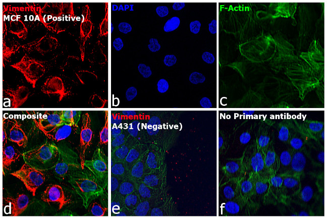 Mouse IgM (Heavy chain) Cross-Adsorbed Secondary Antibody in Immunocytochemistry (ICC/IF)