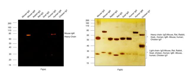 Mouse IgM (Heavy chain) Cross-Adsorbed Secondary Antibody in Western Blot (WB)