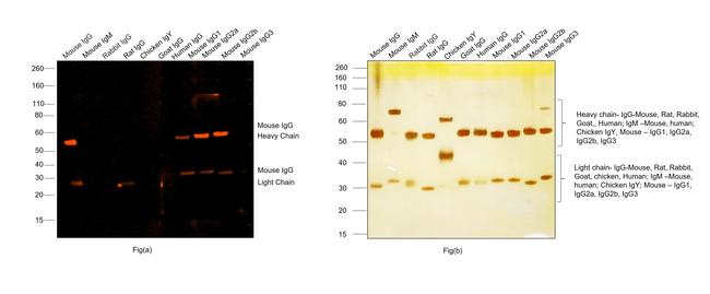 Mouse IgG (H+L) Cross-Adsorbed Secondary Antibody in Western Blot (WB)