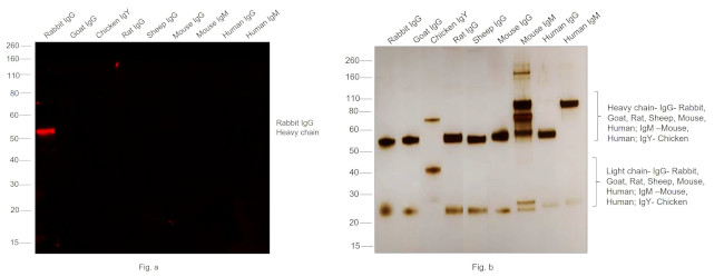 Rabbit IgG (H+L) Cross-Adsorbed Secondary Antibody