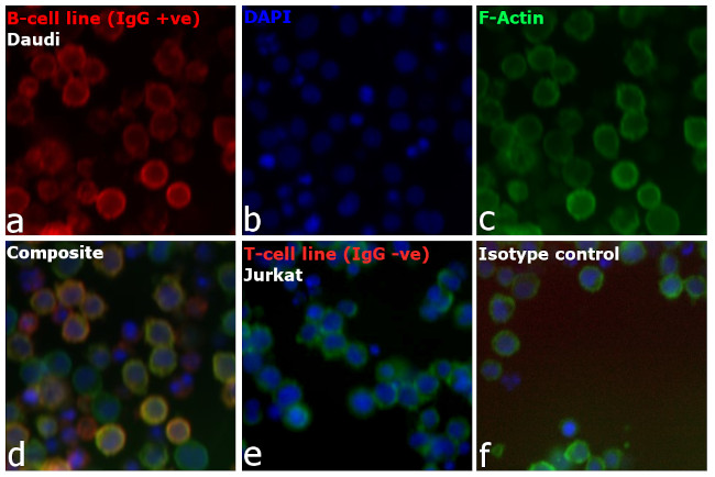 Human IgG (H+L) Cross-Adsorbed Secondary Antibody in Immunocytochemistry (ICC/IF)