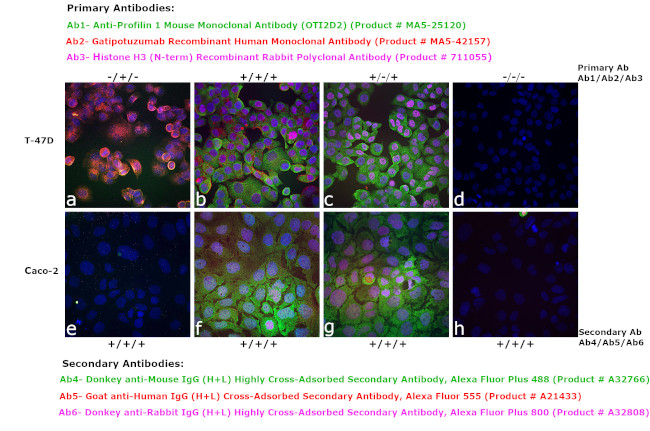 Human IgG (H+L) Cross-Adsorbed Secondary Antibody