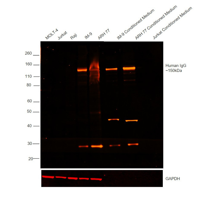 Human IgG (H+L) Cross-Adsorbed Secondary Antibody